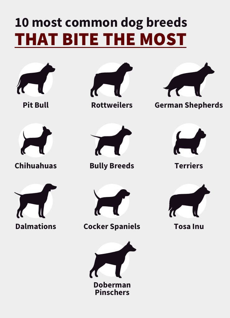 10 most common dog breeds that bite the most